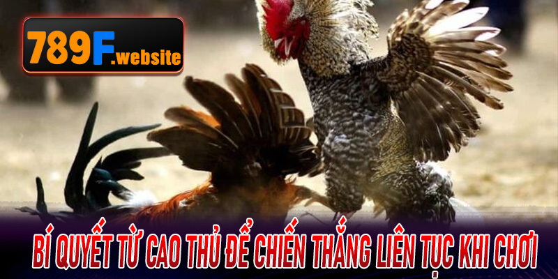 Bí quyết từ cao thủ để chiến thắng liên tục khi chơi Đá Gà Cựa Dao 789F