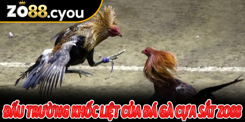Đấu trường khốc liệt của Đá Gà Cựa Sắt Zo88