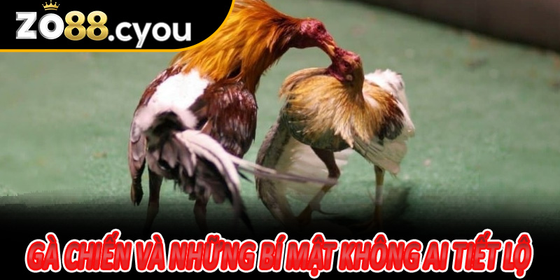 Gà chiến và những bí mật không ai tiết lộ